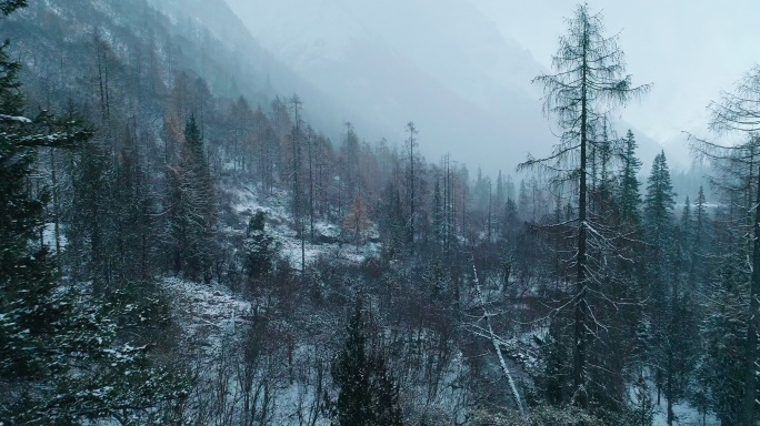 下雪天冬季航拍四姑娘山双桥沟雪景森林溪谷