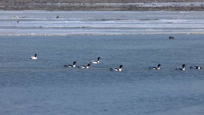 海鸭海鸟栖息冬天海域海洋生态鸟类野生动物