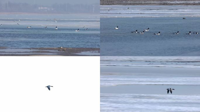 海鸭海鸟栖息冬天海域海洋生态鸟类野生动物