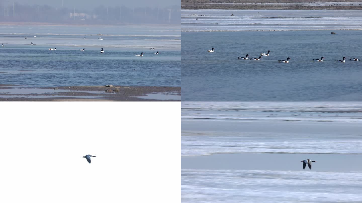 海鸭海鸟栖息冬天海域海洋生态鸟类野生动物