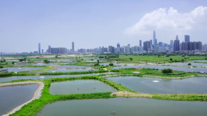 元朗香港鱼塘的无人机视图