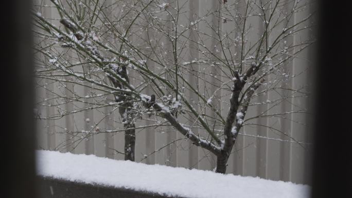 安静的下雪天落雪城市树枝冬天