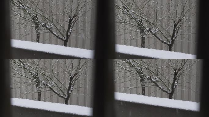 安静的下雪天落雪城市树枝冬天