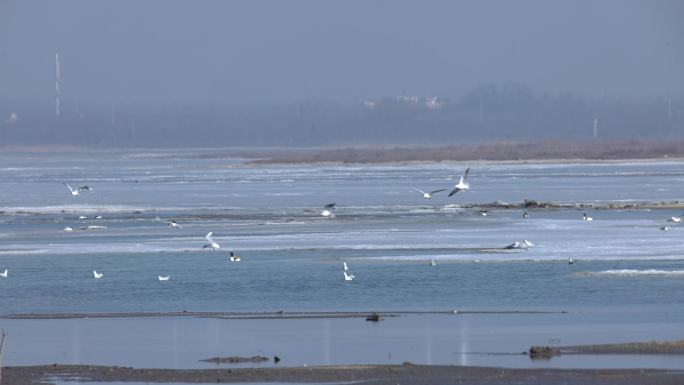 鸟群栖息大自然生态海鸥冬天大海湿地
