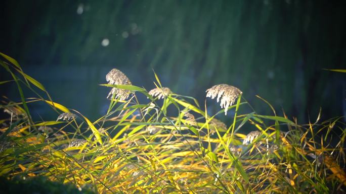 逆光芦苇