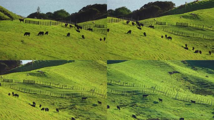 新西兰牧场上放牧的一群奶牛