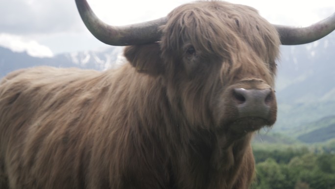 山中苏格兰牛的肖像。