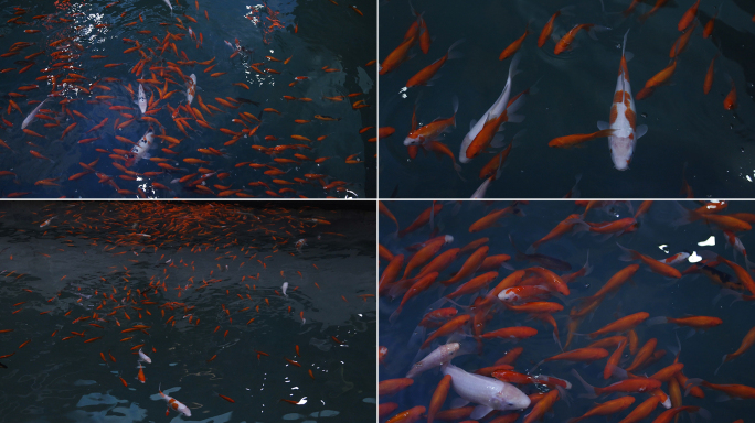 灯光下波光粼粼池塘中游动的金鱼