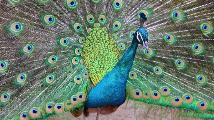 雄性孔雀羽毛张开动物园观赏保护蓝绿尾羽