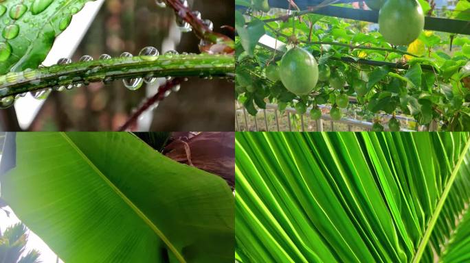 南方绿植水果空镜