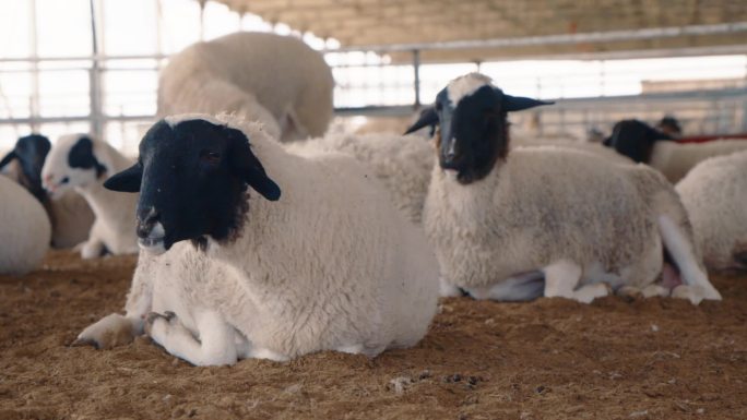 内蒙古草原乡村扶贫产业-苏尼特羊