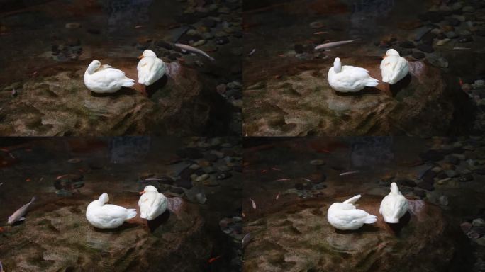 小鸭子在水面梳理羽毛柯尔鸭白鸭