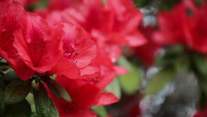 红杜鹃花