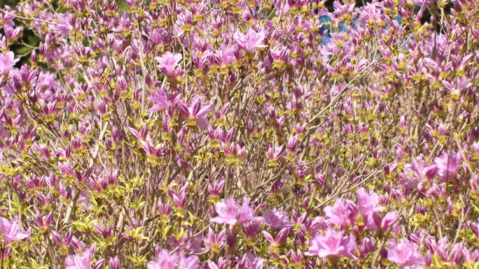 杜鹃花花丛野花山花映山红夏天开放