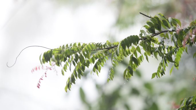 春色、春天景象