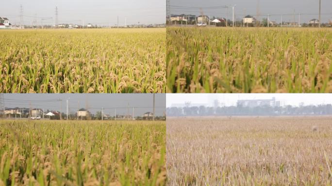 水稻，稻穗，大丰收，稻田，丰收节，三农