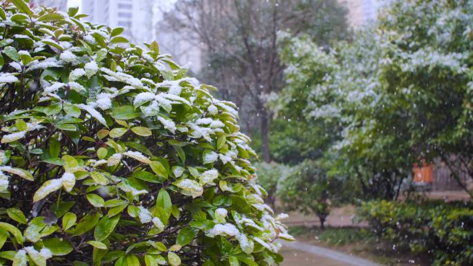 唯美落雪的冬天