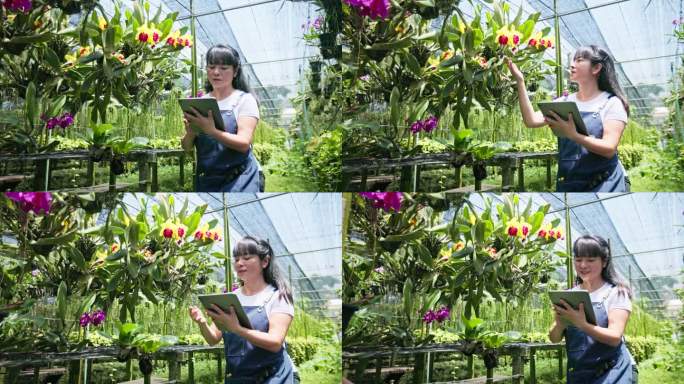 中年女农民使用无线技术在兰花农场温室里工作。