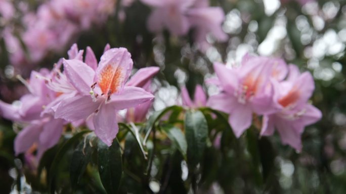 山上盛开的杜鹃花风吹杜鹃花雨后