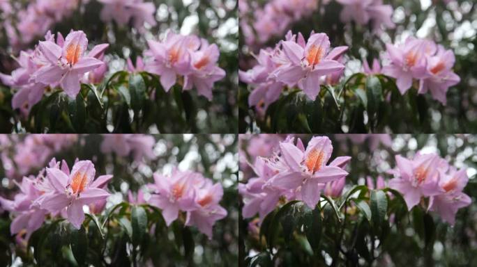 山上盛开的杜鹃花风吹杜鹃花雨后