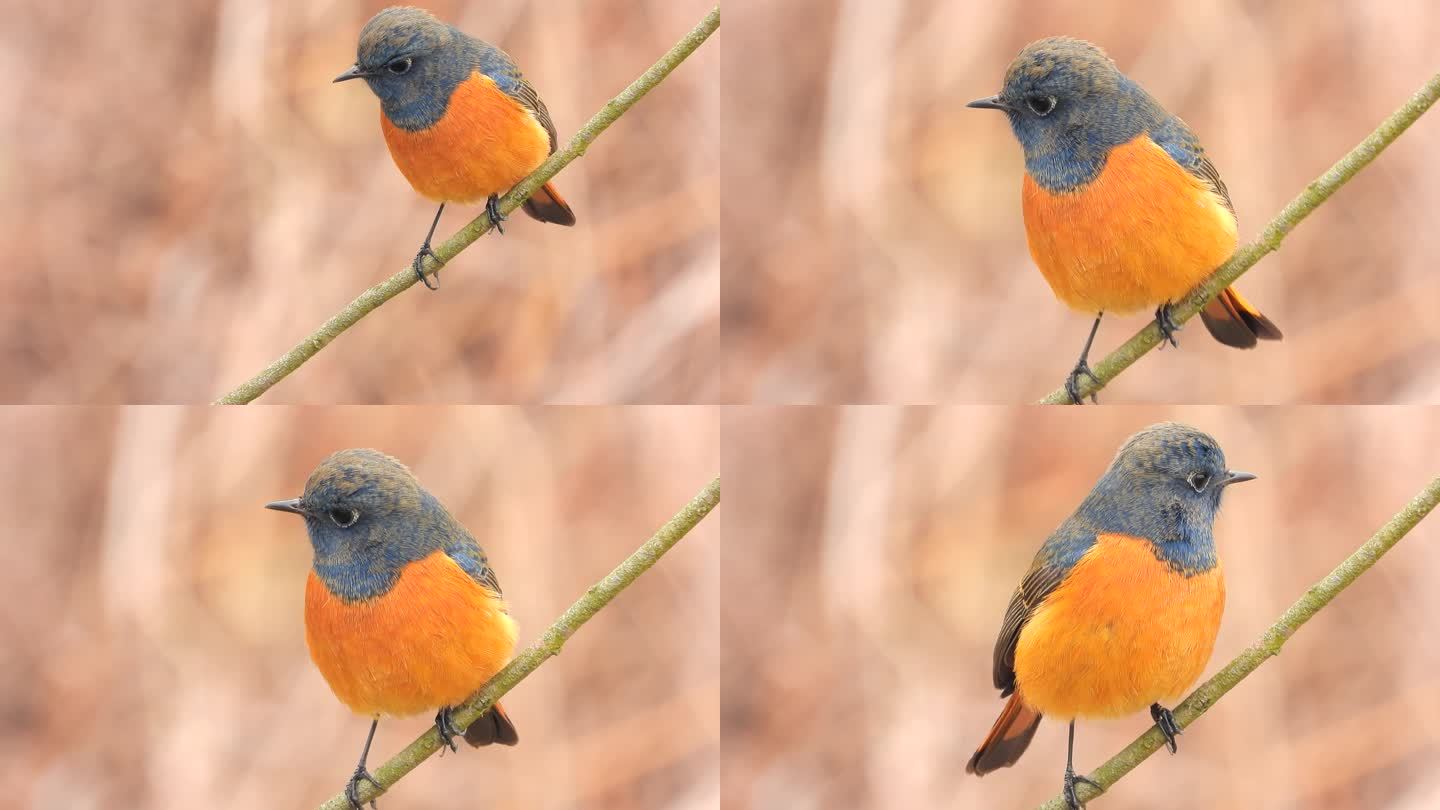 高清漂亮小鸟蓝额红尾鸲