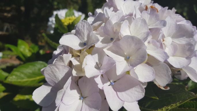 蓝色绣球花（绣球花大叶）或荷兰花，有露水，颜色略有变化，从蓝色到紫色不等