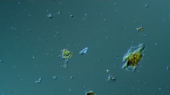 显微镜下的微生物微生物