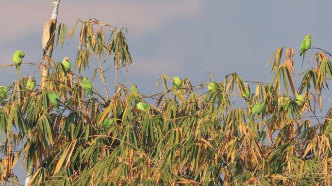 竹丛上的花头鹦鹉