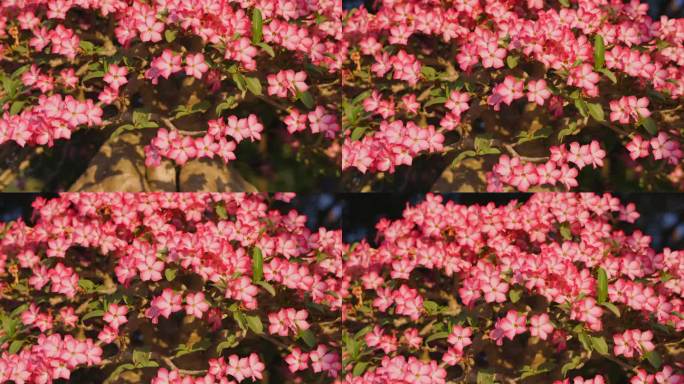 温暖阳光下的粉色花朵倾斜拍摄