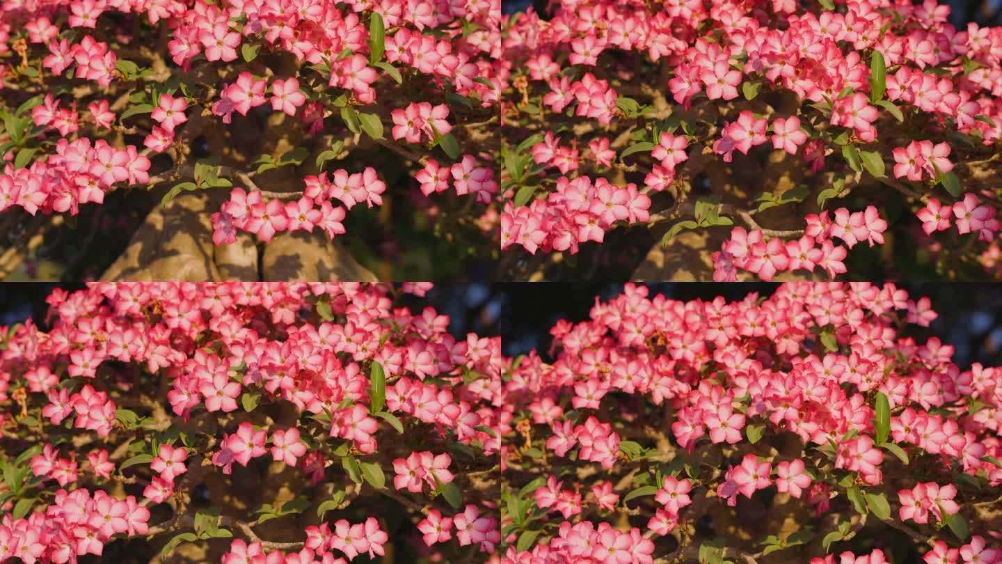 温暖阳光下的粉色花朵倾斜拍摄