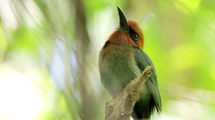 宽嘴Motmot，巴拿马