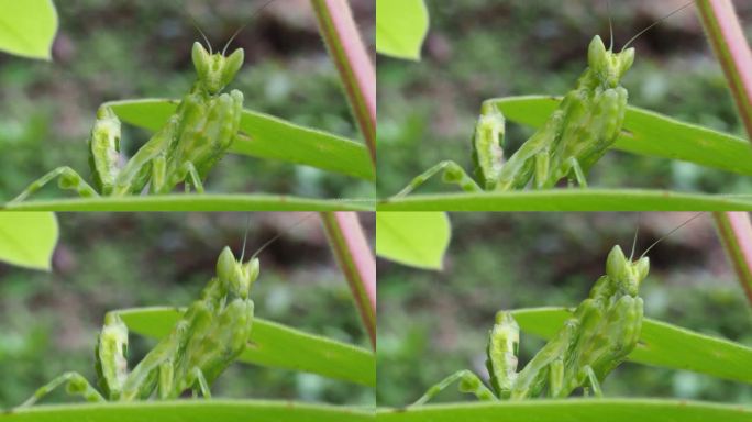 兰花螳螂微距绿色