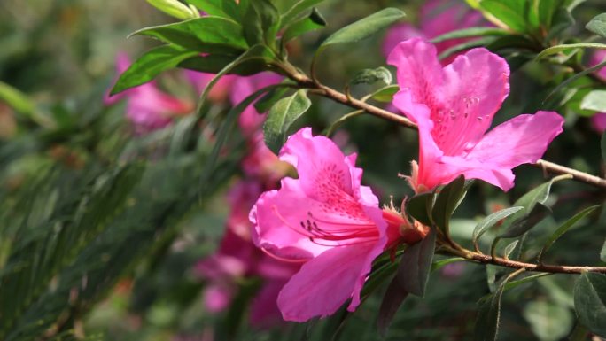 粉色杜鹃花