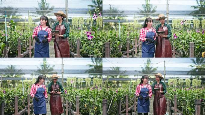 女农民合作使用无线技术检查兰花农场温室的质量控制。
