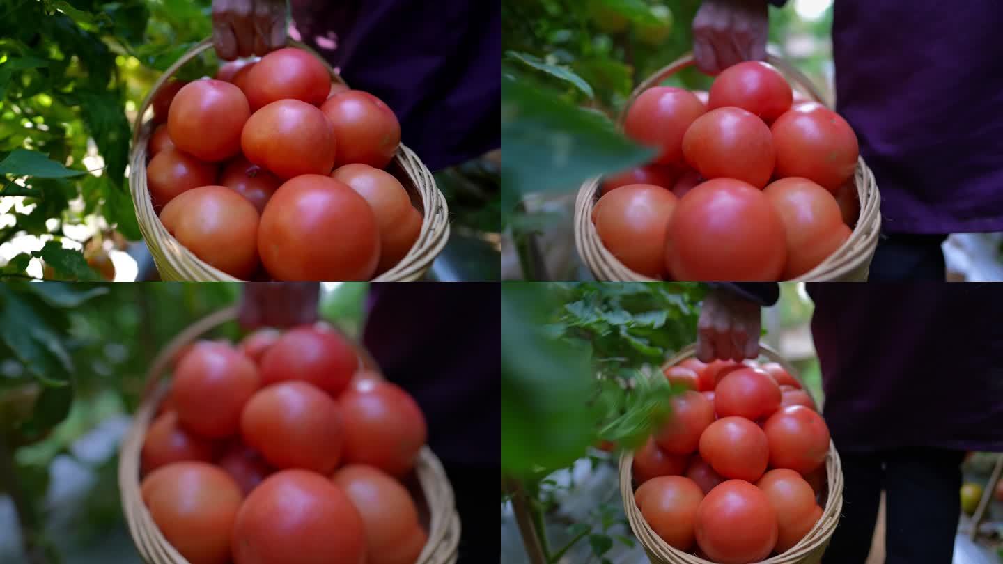 篮子里的番茄