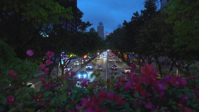 黄昏时分杜鹃花盛开的城市大道