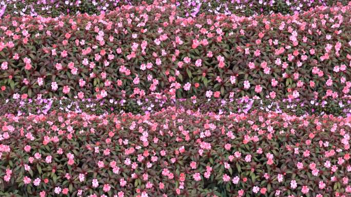 摇摄：公园景观中色彩斑斓的粉紫色杜鹃花丛