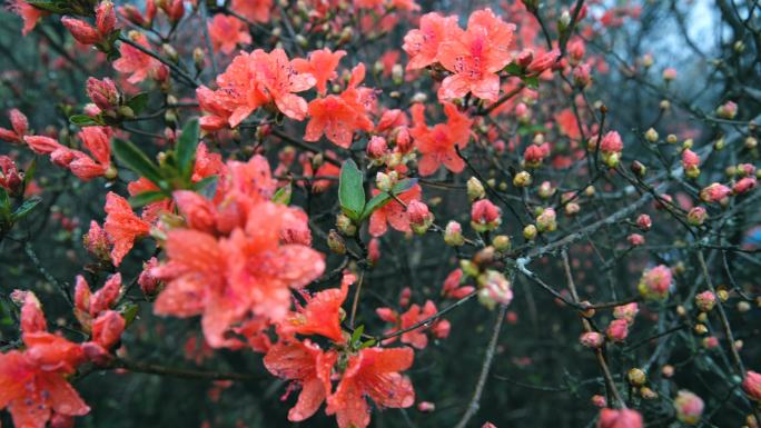 山上盛开的杜鹃花杜鹃花盛开小花唯美花朵