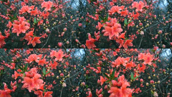 山上盛开的杜鹃花杜鹃花盛开小花唯美花朵