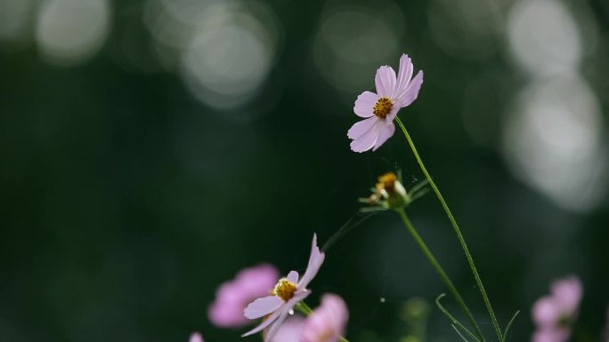 中药植物秋英特写