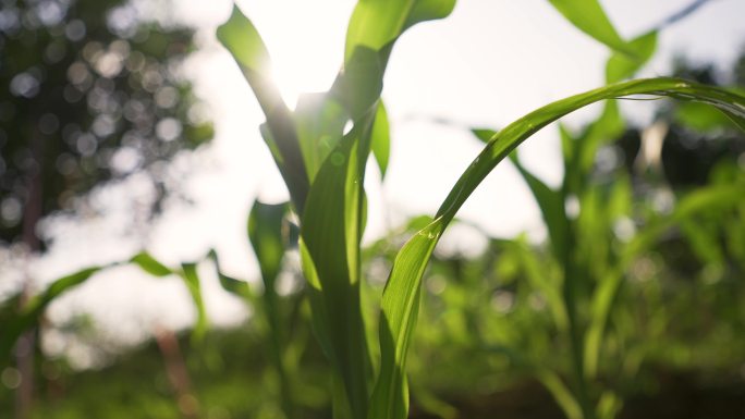 玉米有机绿色无污染鲜玉米农产有机农业