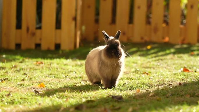 兔子快乐的奔跑