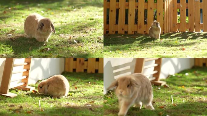 草地上奔跑的可爱兔子