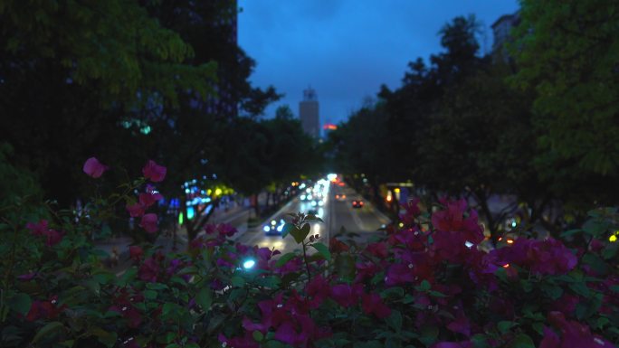 黄昏时分杜鹃花盛开的城市大道