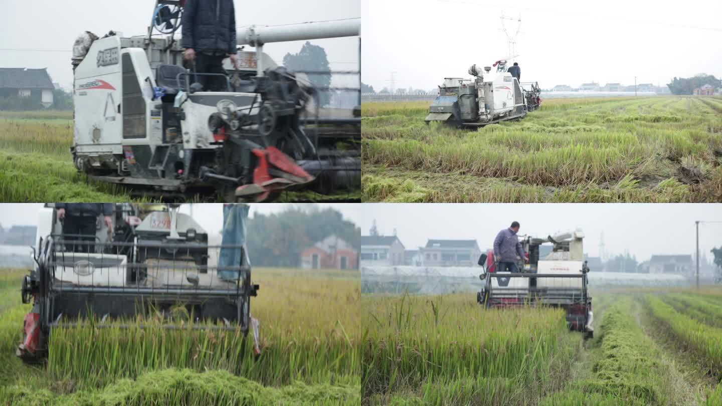 水稻收割，农机，稻田，农业，现代化农业