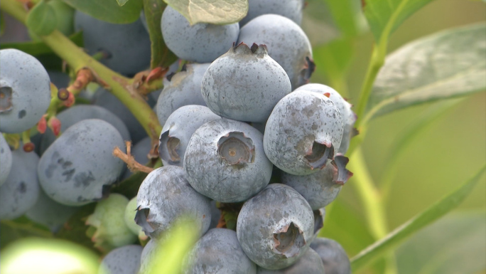 蓝莓 种植 采摘