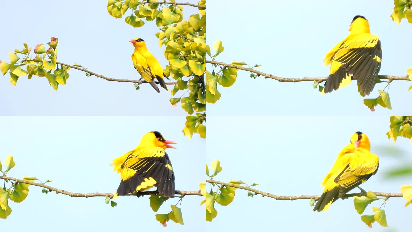 银杏树上的小鸟黄鹂鸟，好漂亮啊