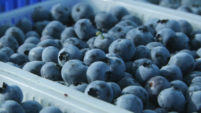 蓝莓分装 水果