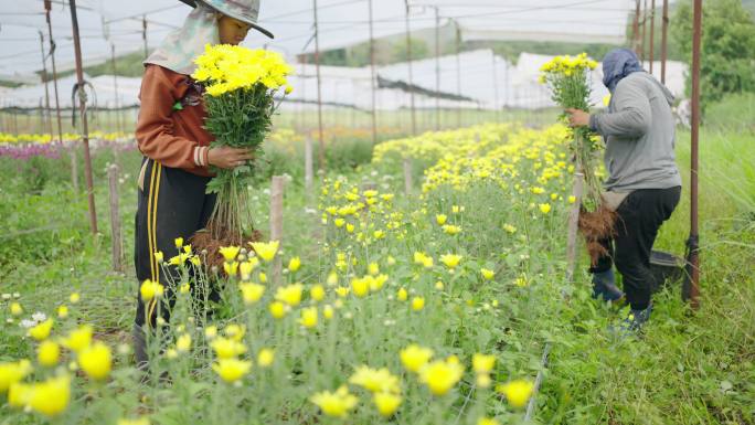亚洲成年女性农场主在农场里收割鲜花。