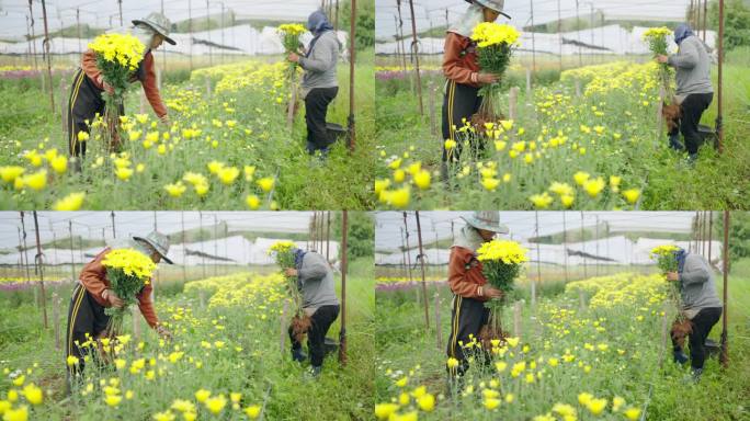 亚洲成年女性农场主在农场里收割鲜花。
